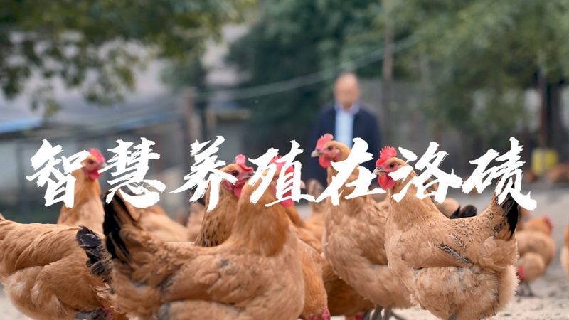 细胞培养实验设计：上海公司的专业之道**